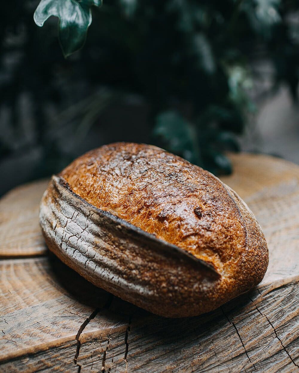 fotografia de gastronomia